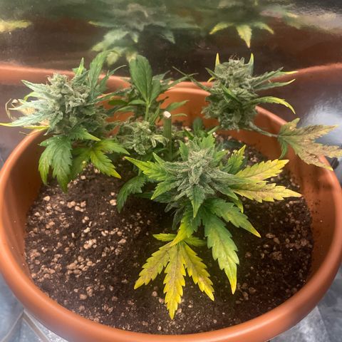 quickie 1111 growlog timeline photo