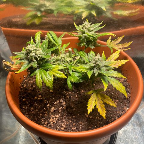 quickie 1111 growlog timeline photo