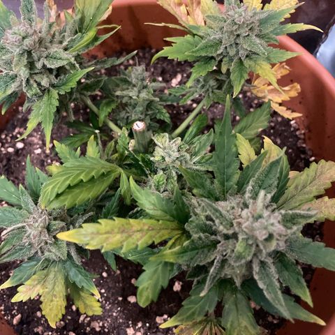 quickie 1111 growlog timeline photo