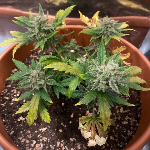 quickie 1111 growlog timeline photo