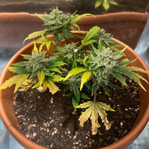 quickie 1111 growlog timeline photo