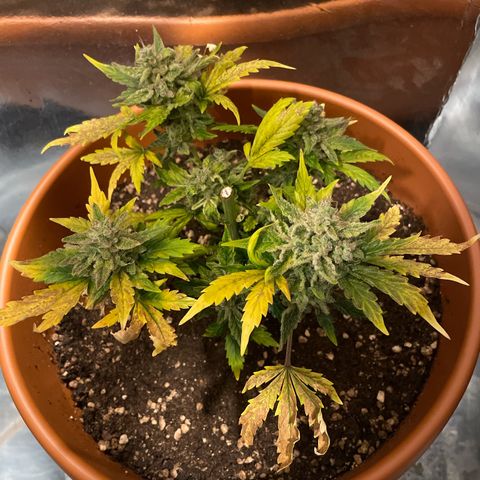 quickie 1111 growlog timeline photo