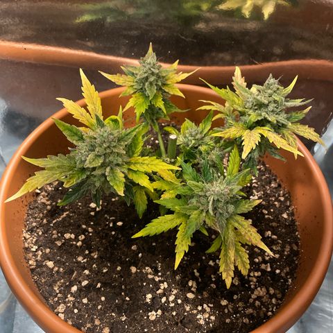 quickie 1111 growlog timeline photo