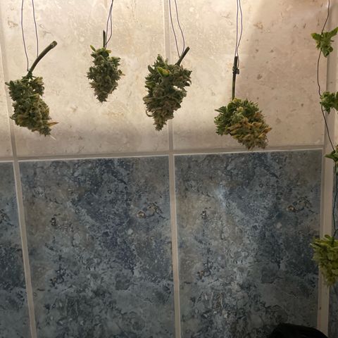 quickie 1111 growlog timeline photo