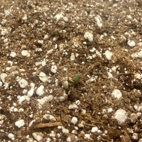 Nancy Botwin  growlog timeline photo