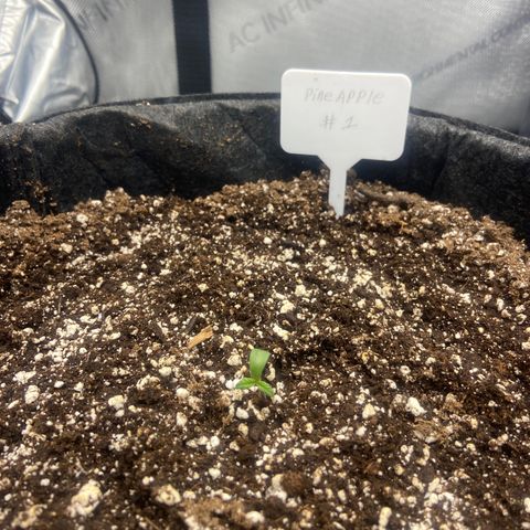 Nancy Botwin  growlog timeline photo