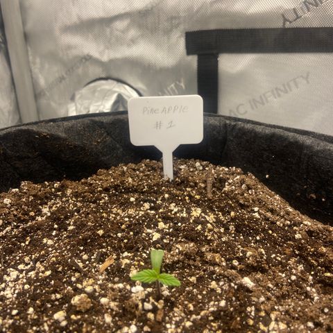 Nancy Botwin  growlog timeline photo
