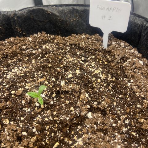 Nancy Botwin  growlog timeline photo