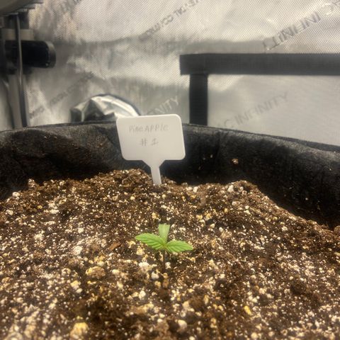 Nancy Botwin  growlog timeline photo
