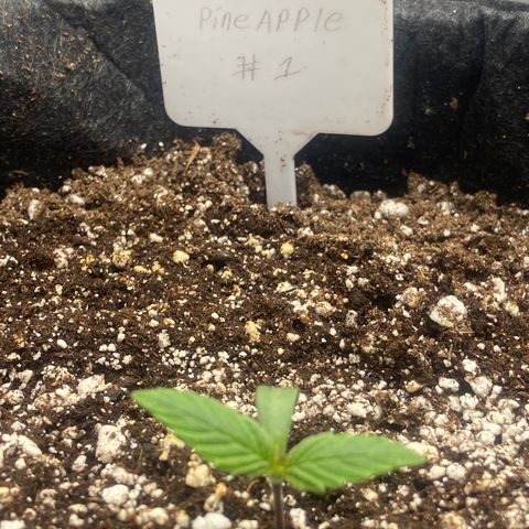 Nancy Botwin  growlog timeline photo