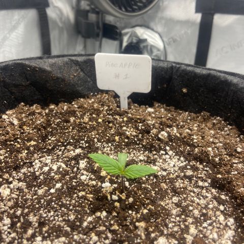 Nancy Botwin  growlog timeline photo