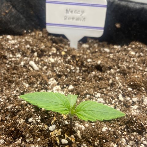 Nancy Botwin  growlog timeline photo