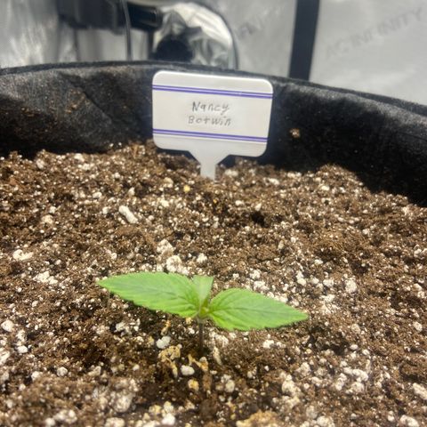 Nancy Botwin  growlog timeline photo