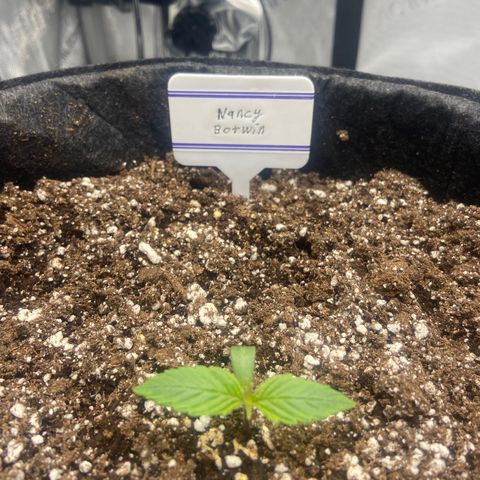 Nancy Botwin  growlog timeline photo