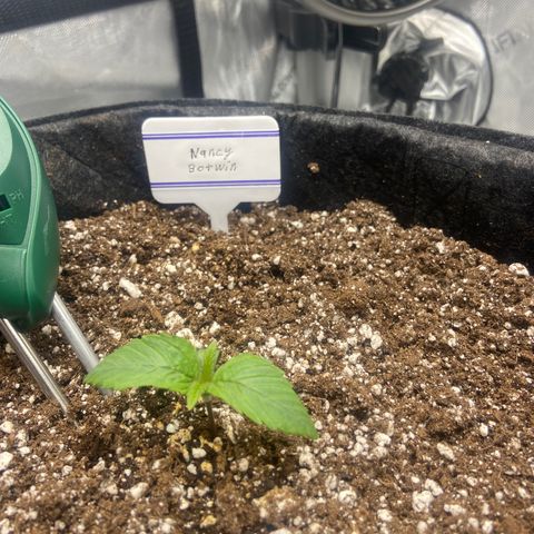 Nancy Botwin  growlog timeline photo