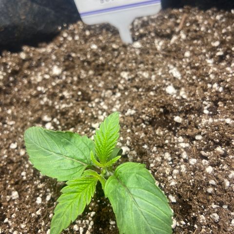 Nancy Botwin  growlog timeline photo
