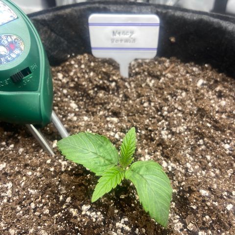 Nancy Botwin  growlog timeline photo