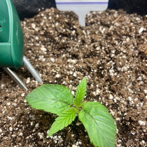 Nancy Botwin  growlog timeline photo