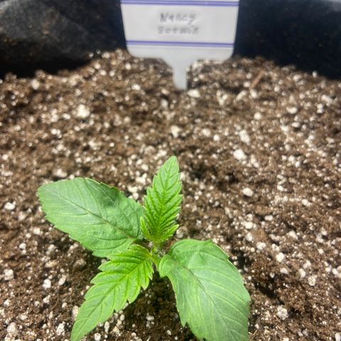 Nancy Botwin  growlog timeline photo