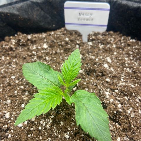 Nancy Botwin  growlog timeline photo