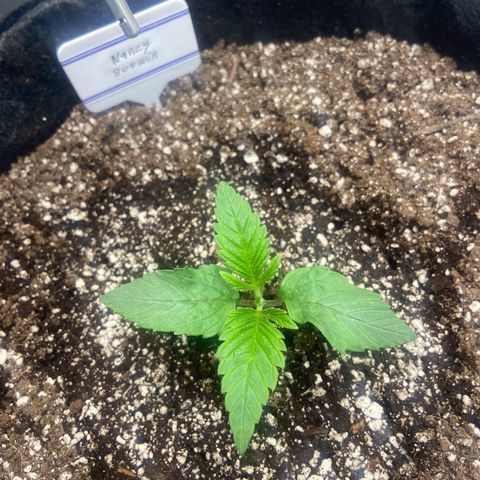 Nancy Botwin  growlog timeline photo
