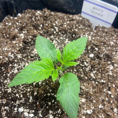 Nancy Botwin  growlog timeline photo