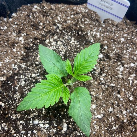 Nancy Botwin  growlog timeline photo