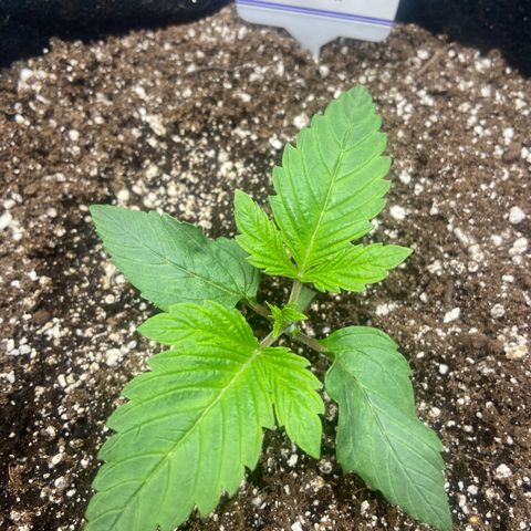 Nancy Botwin  growlog timeline photo