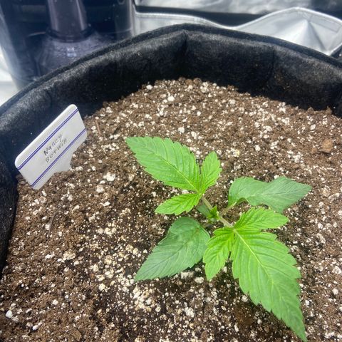 Nancy Botwin  growlog timeline photo