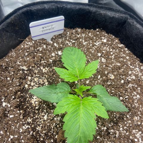 Nancy Botwin  growlog timeline photo