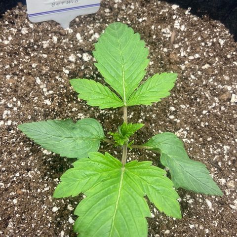 Nancy Botwin  growlog timeline photo