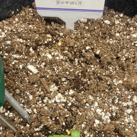 Nancy Botwin  growlog timeline photo