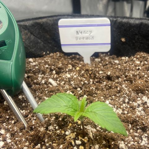 Nancy Botwin  growlog timeline photo