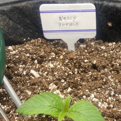 Nancy Botwin  growlog timeline photo