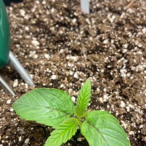 Nancy Botwin  growlog timeline photo