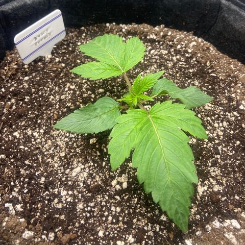 Nancy Botwin  growlog timeline photo