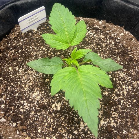 Nancy Botwin  growlog timeline photo