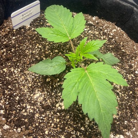 Nancy Botwin  growlog timeline photo