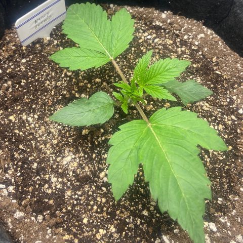 Nancy Botwin  growlog timeline photo