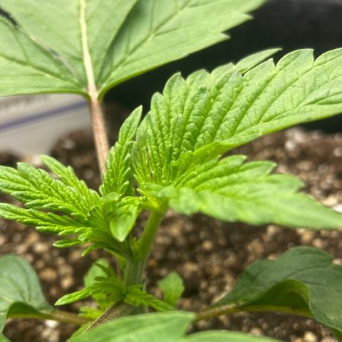 Nancy Botwin  growlog photo: Possibly a triple branch starting