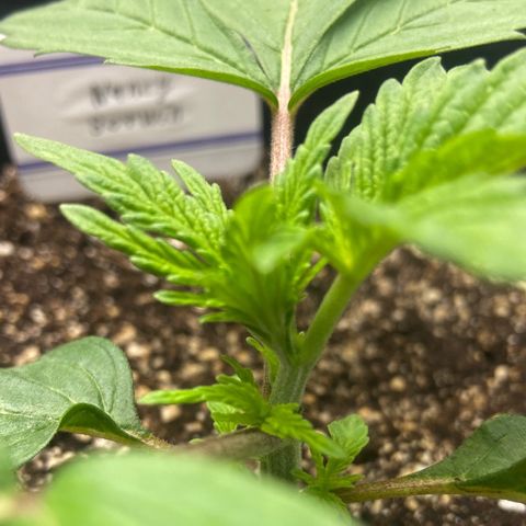 Nancy Botwin  growlog photo: Possibly a triple branch starting
