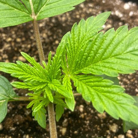 Nancy Botwin  growlog photo: Possibly a triple branch starting