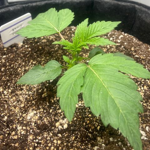 Nancy Botwin  growlog timeline photo