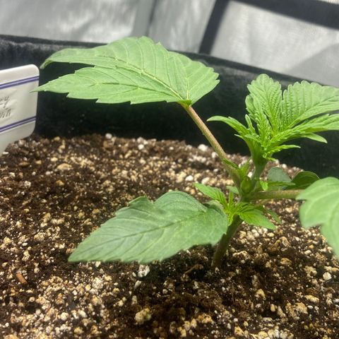 Nancy Botwin  growlog timeline photo