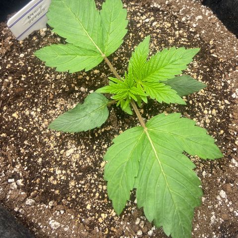 Nancy Botwin  growlog timeline photo