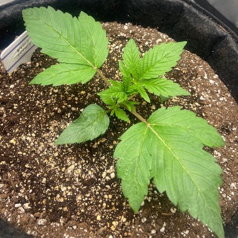Nancy Botwin  growlog timeline photo