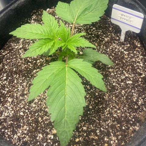 Nancy Botwin  growlog timeline photo