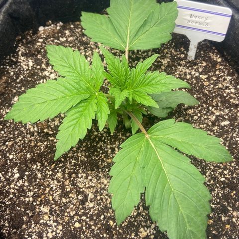 Nancy Botwin  growlog timeline photo