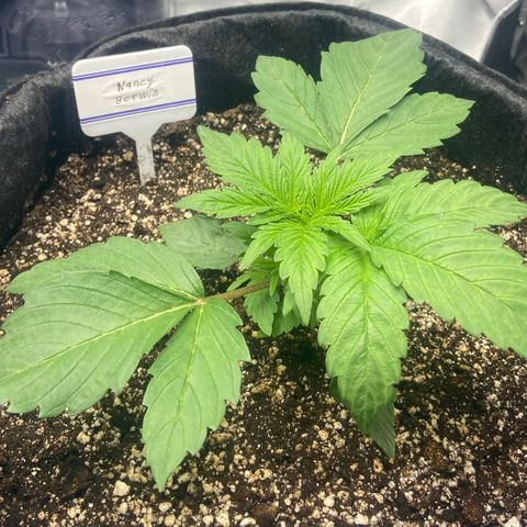 Nancy Botwin  growlog timeline photo