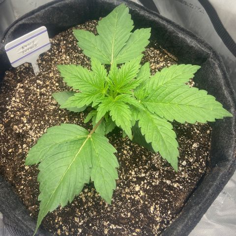 Nancy Botwin  growlog timeline photo